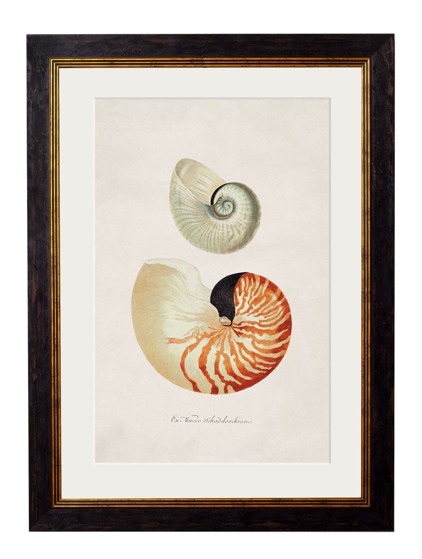 c.1848 Studies of Shells