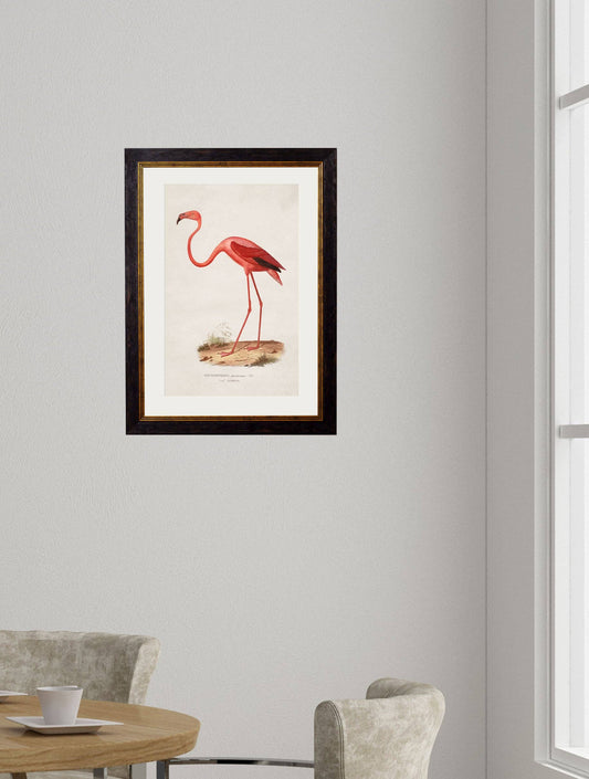 Flamingo Picture