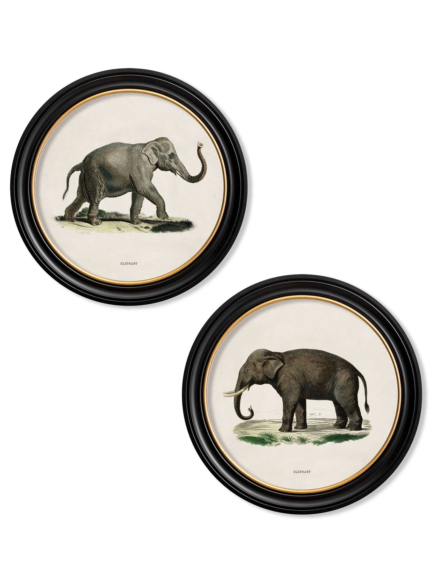 Set Of 2 Elephants Round Framed Pictures