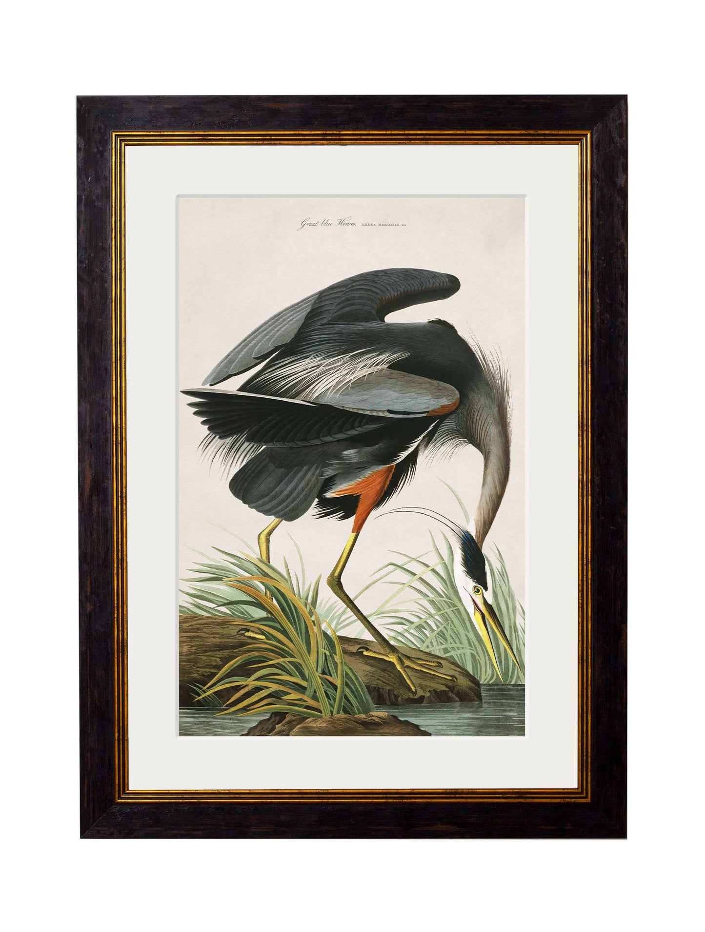 Audubon's Great Blue Heron