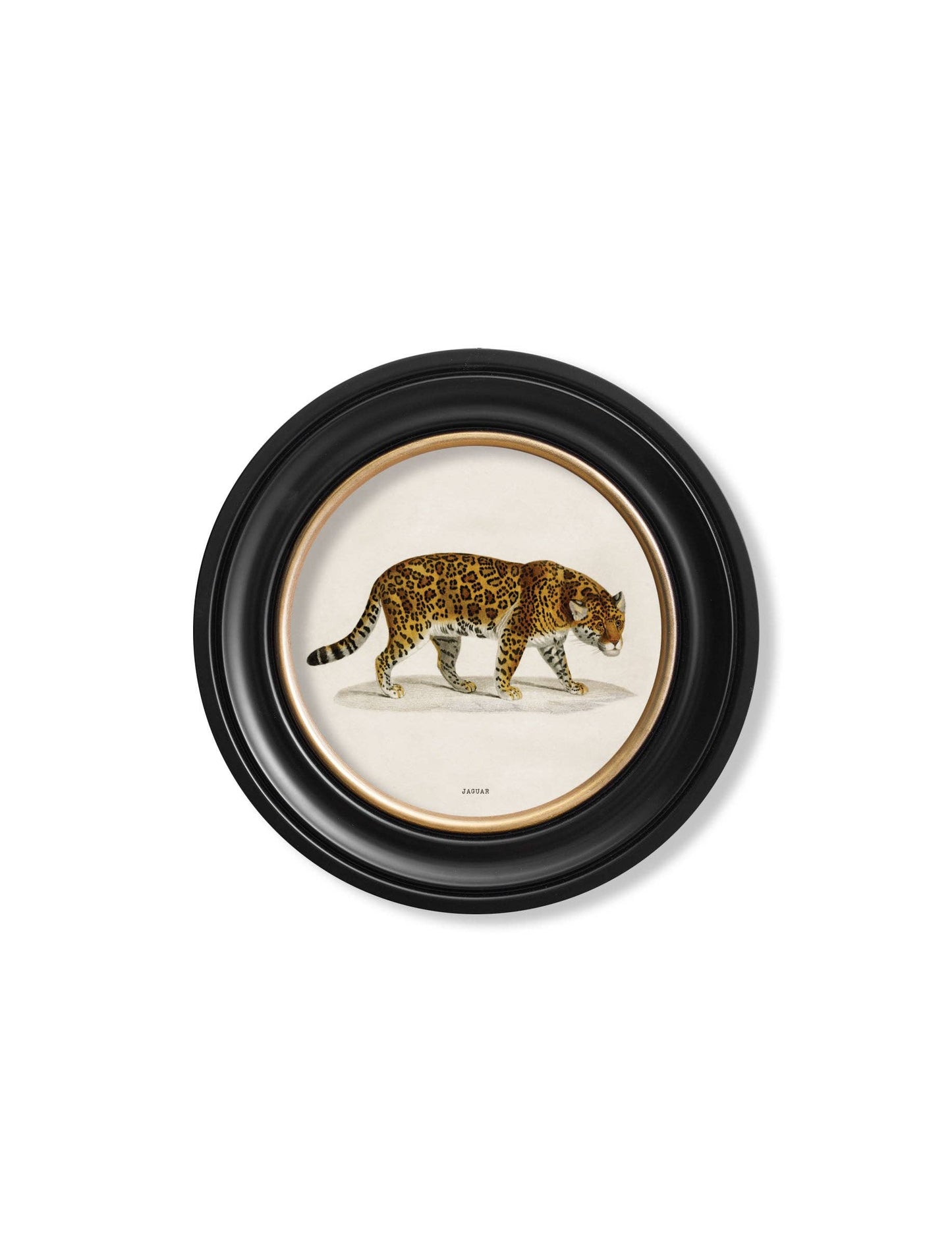 Jaguar - Round Framed Picture