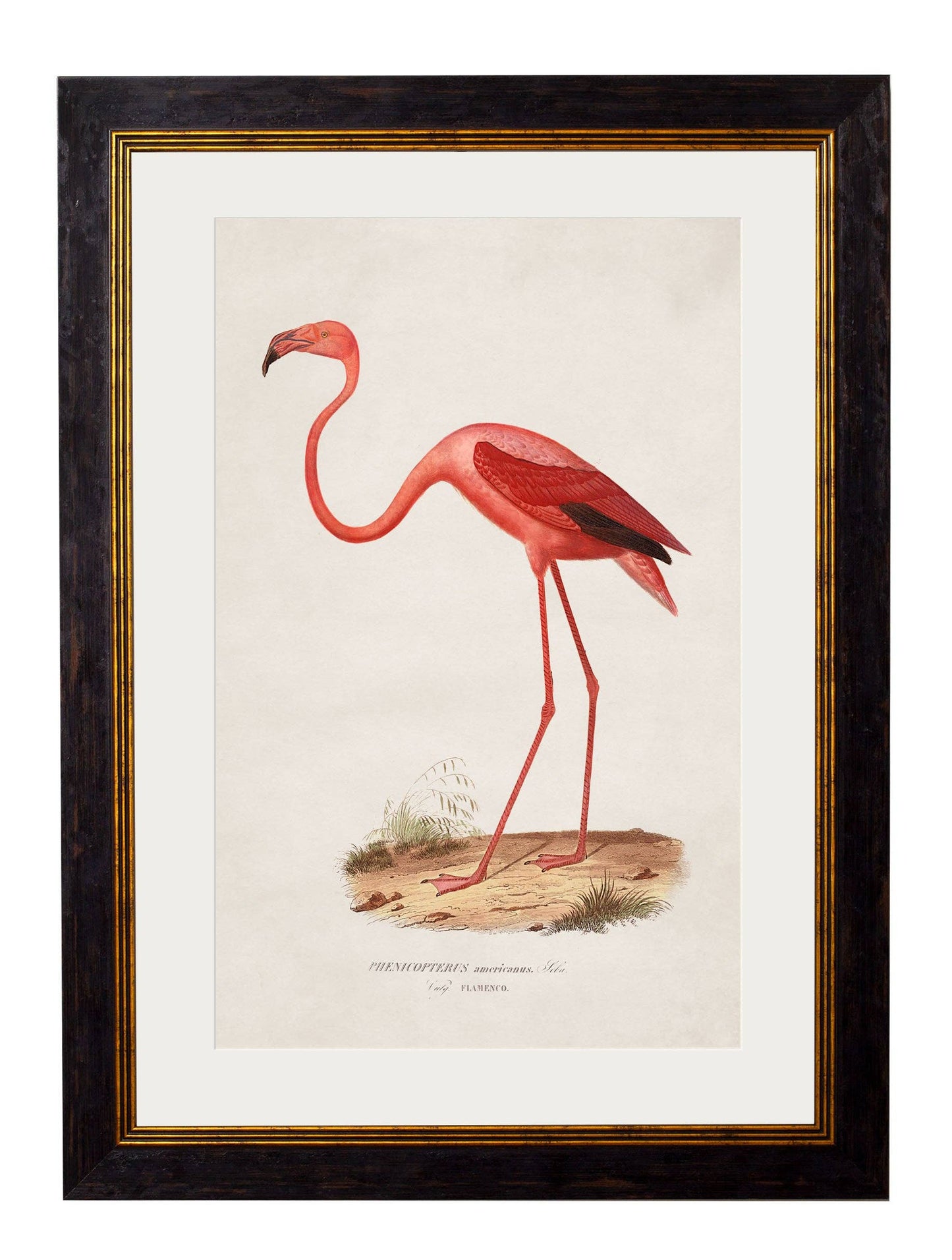 Flamingo Picture