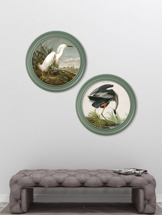 Audubon's Snowy Heron in Green Round Framed Picture