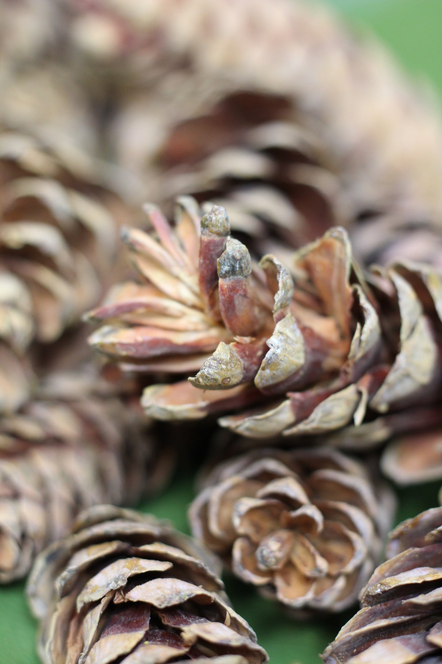 Bag Of Natural Cones