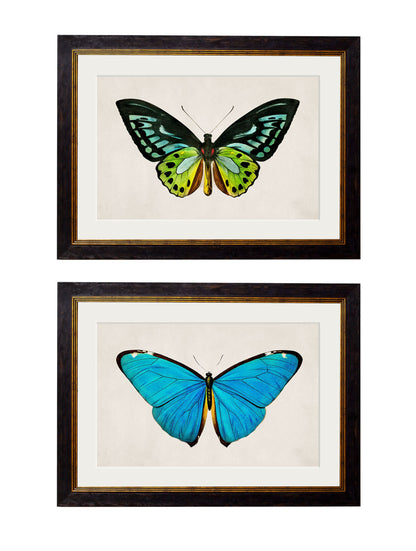 c.1836 Tropical Butterflies detail – Leya Buster Interiors