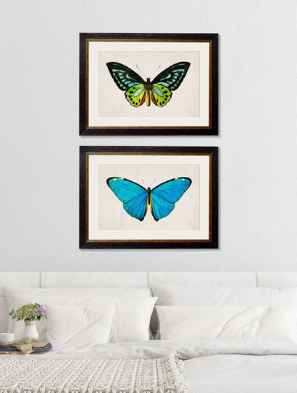 c.1836 Tropical Butterflies – framed wall art at Leya Buster Interiors