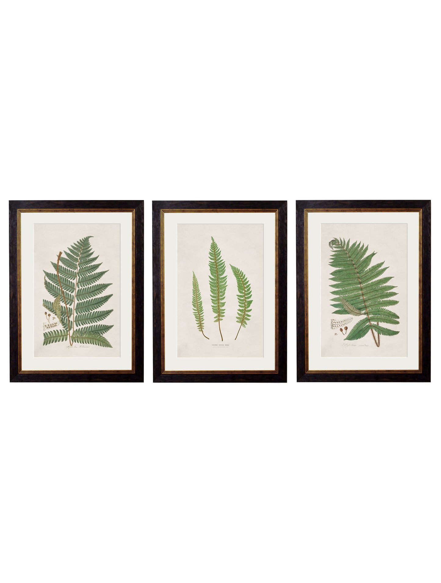 c.1831 Collection of Ferns detail – Leya Buster Interiors