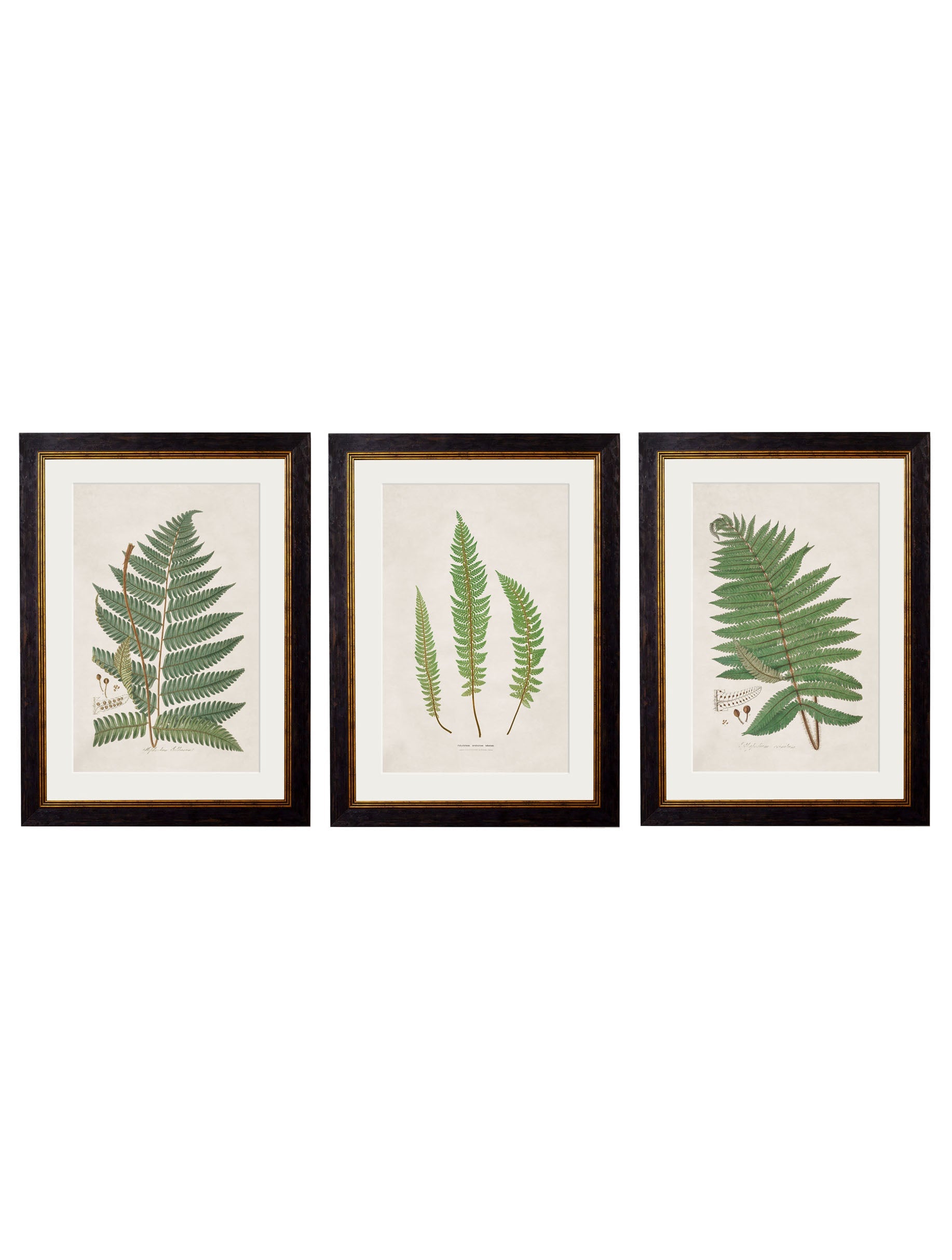 c.1831 Collection of Ferns detail – Leya Buster Interiors