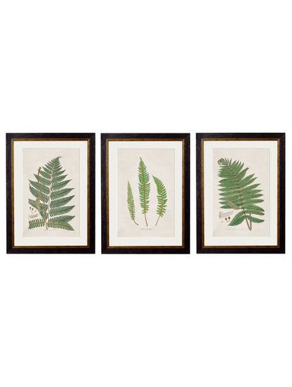 c.1831 Collection of Ferns detail – Leya Buster Interiors