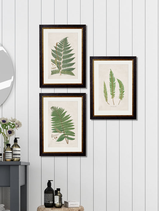 c.1831 Collection of Ferns – framed wall art at Leya Buster Interiors