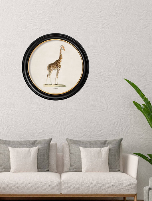 Giraffe Round Picture Round Framed Picture