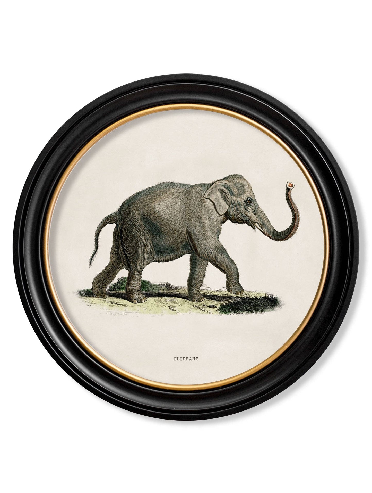 Set Of 2 Elephants Round Framed Pictures