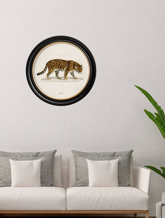 Jaguar - Round Framed Picture