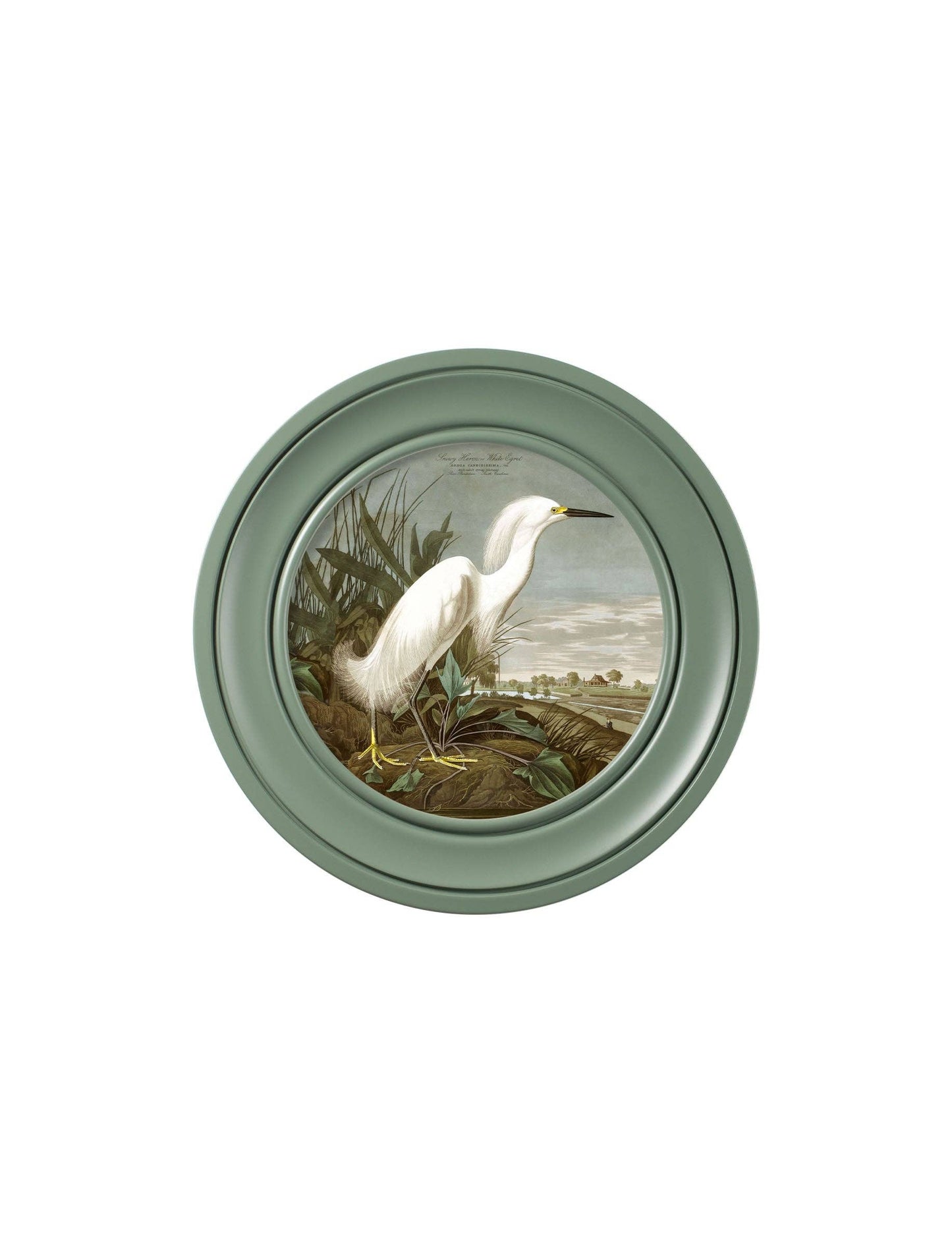 Audubon's Snowy Heron in Green Round Framed Picture