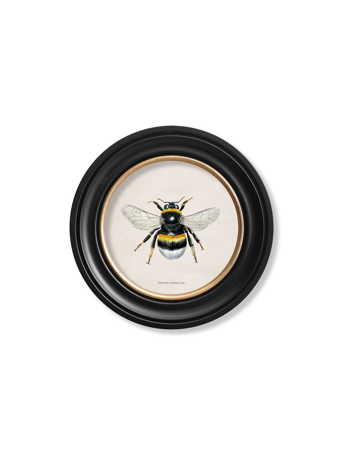 British Bees Round Framed Pictures