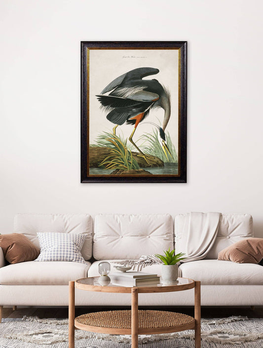 Audubon's Great Blue Heron