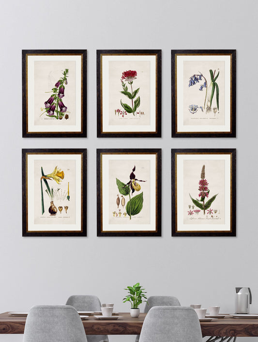 c.1837 British Flowering Plants – framed wall art at Leya Buster Interiors