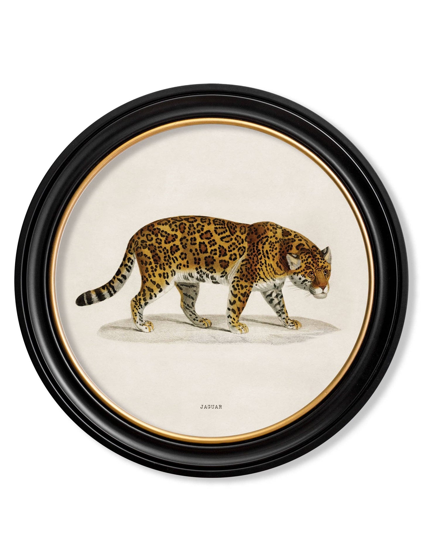 Jaguar - Round Framed Picture