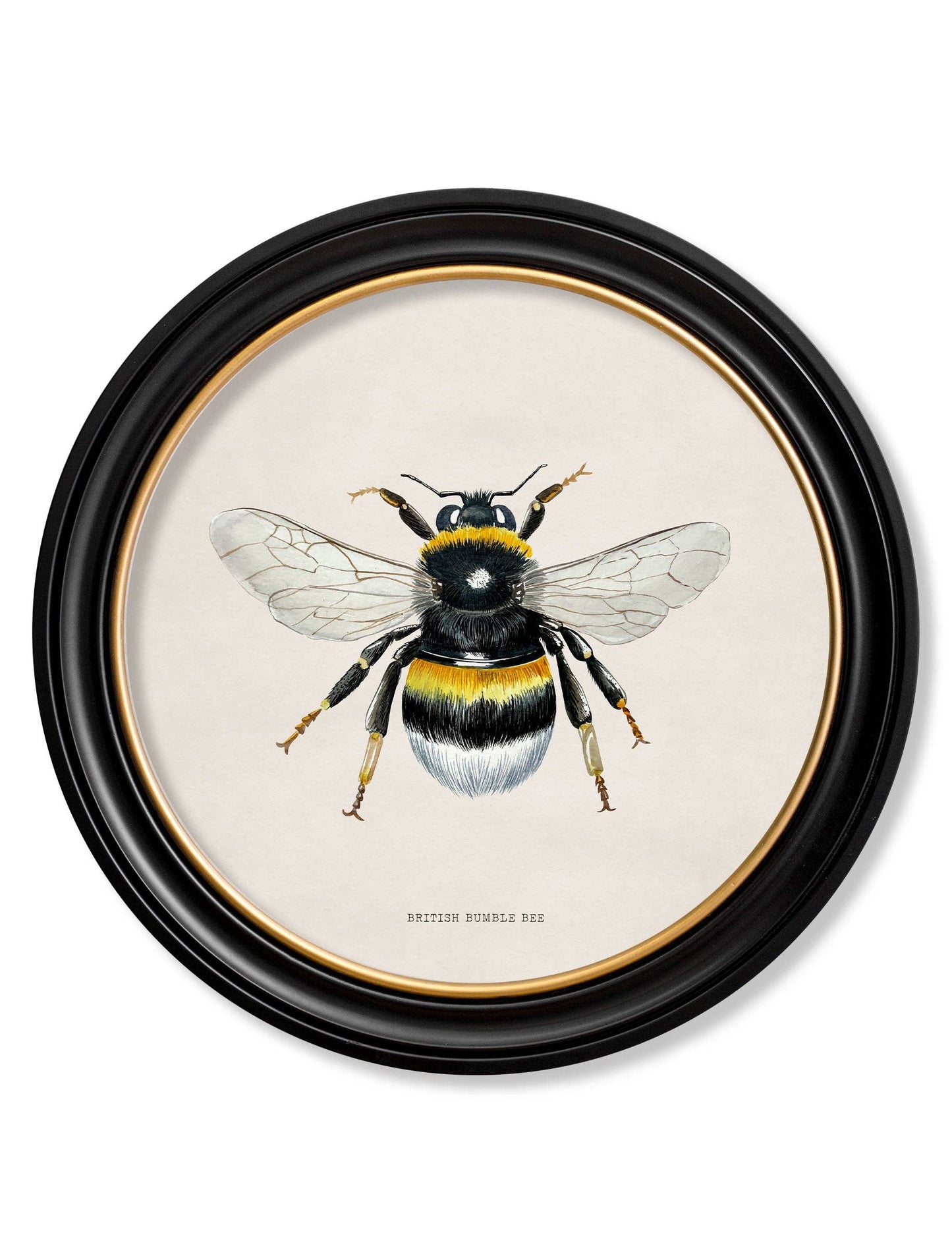 British Bees Round Framed Pictures