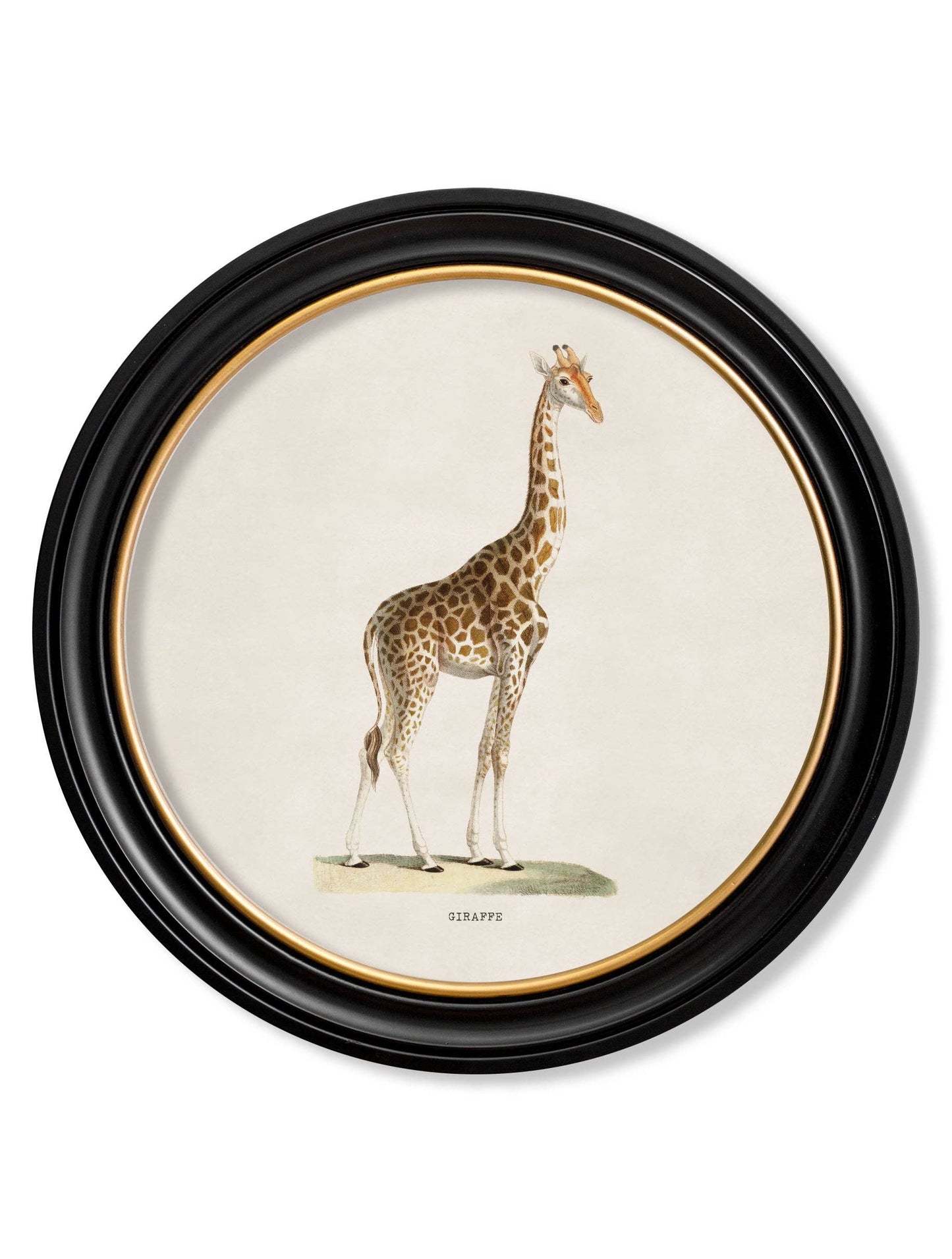 Giraffe Round Picture Round Framed Picture