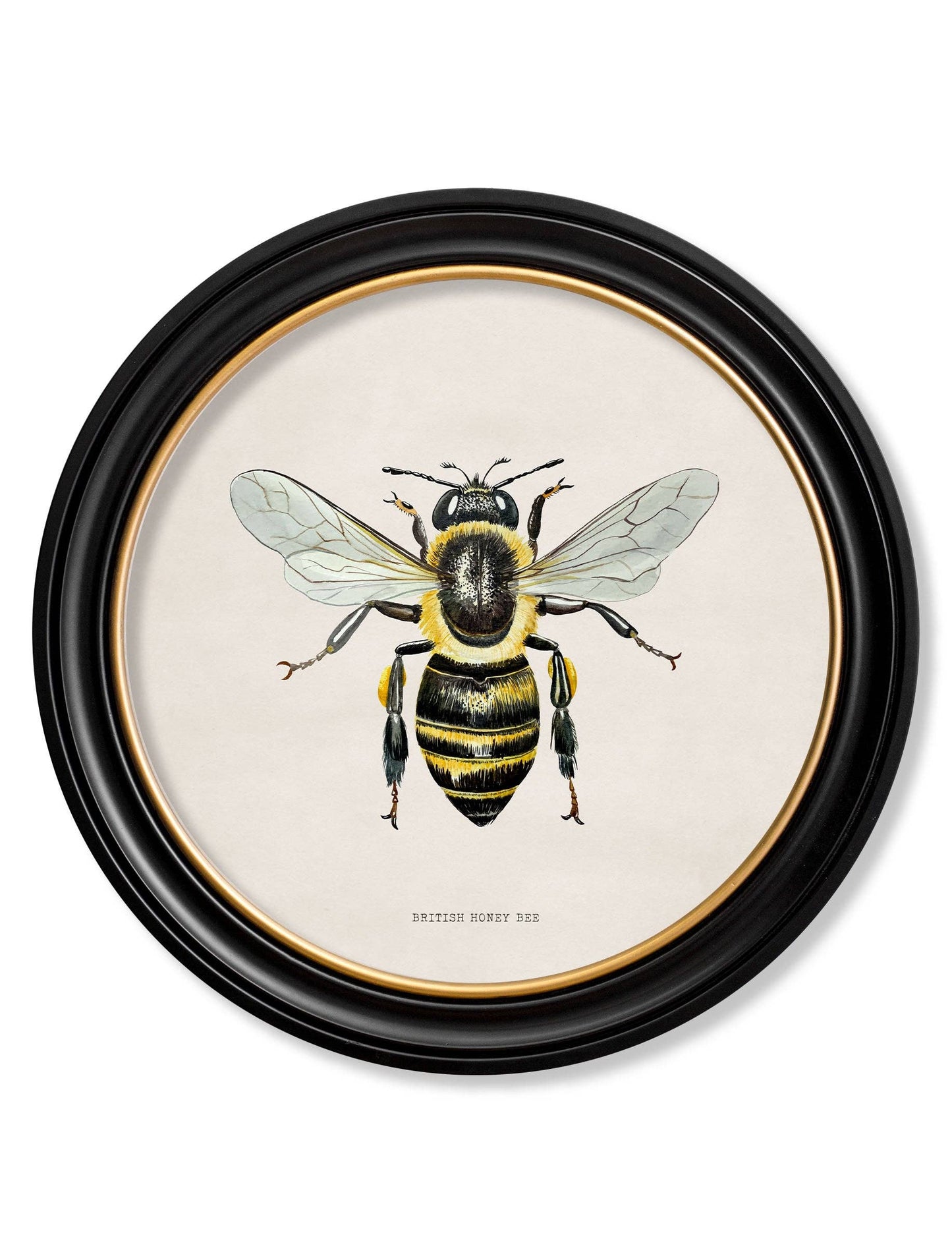 British Bees Round Framed Pictures