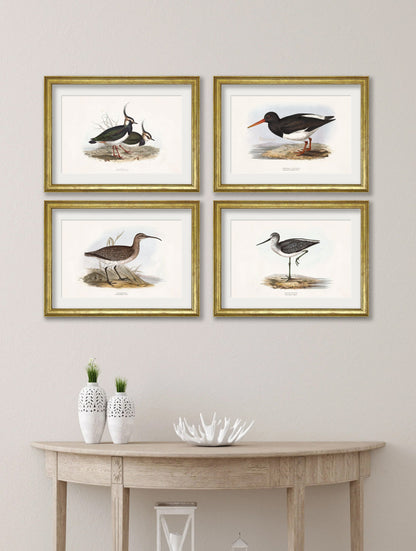 c.1837's British Coastal Birds – framed wall art at Leya Buster Interiors