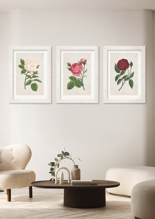 Rose Floral Illustrations