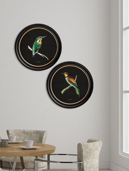 c.1870 Kingfisher and Bee Eater – Black – framed wall art at Leya Buster Interiors