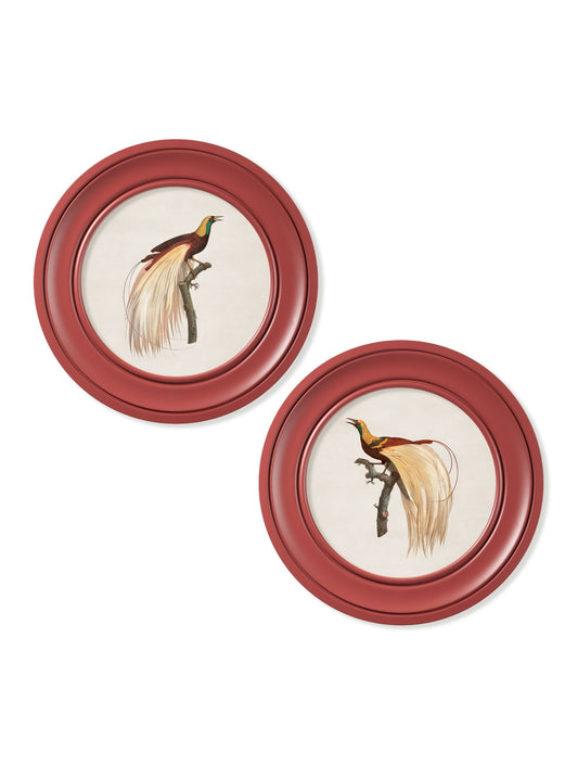 c.1809 Birds of Paradise – Round Frames Red – framed wall art at Leya Buster Interiors