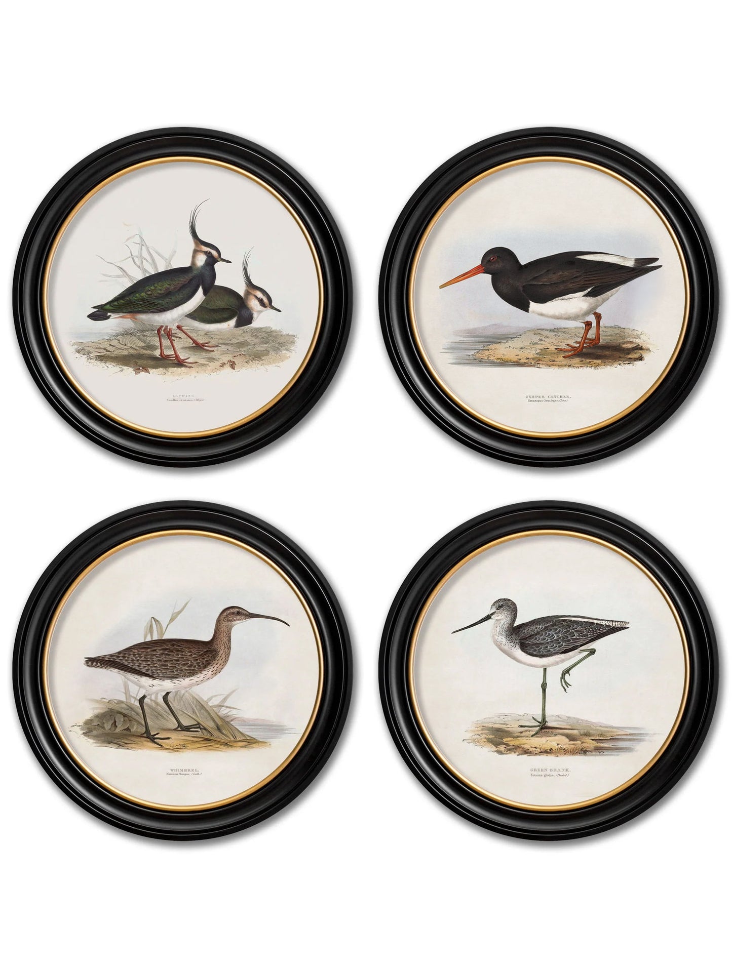 c.1837's British Coastal Birds – Round detail – Leya Buster Interiors