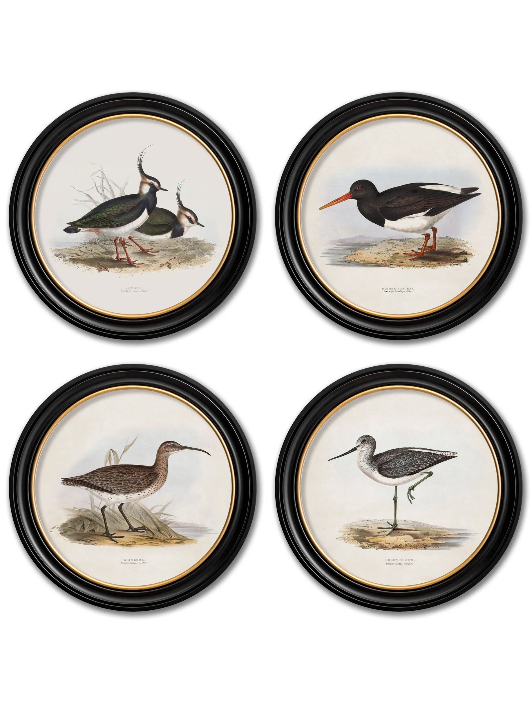 c.1837's British Coastal Birds – Round detail – Leya Buster Interiors