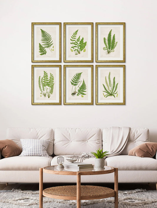 Collection of 6 Ferns