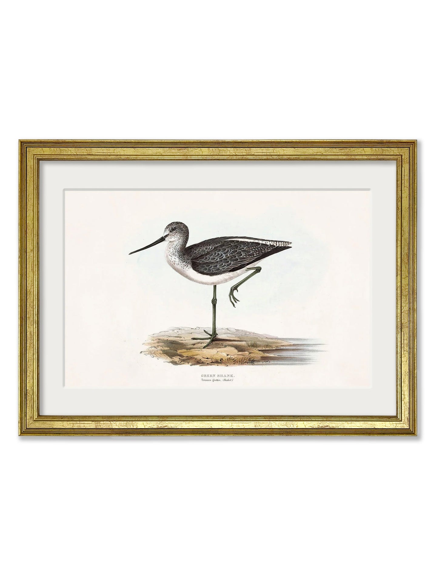 c.1837's British Coastal Birds styled view – Leya Buster Interiors