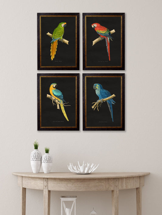 c.1884 Macaws – Dark Background – framed wall art at Leya Buster Interiors