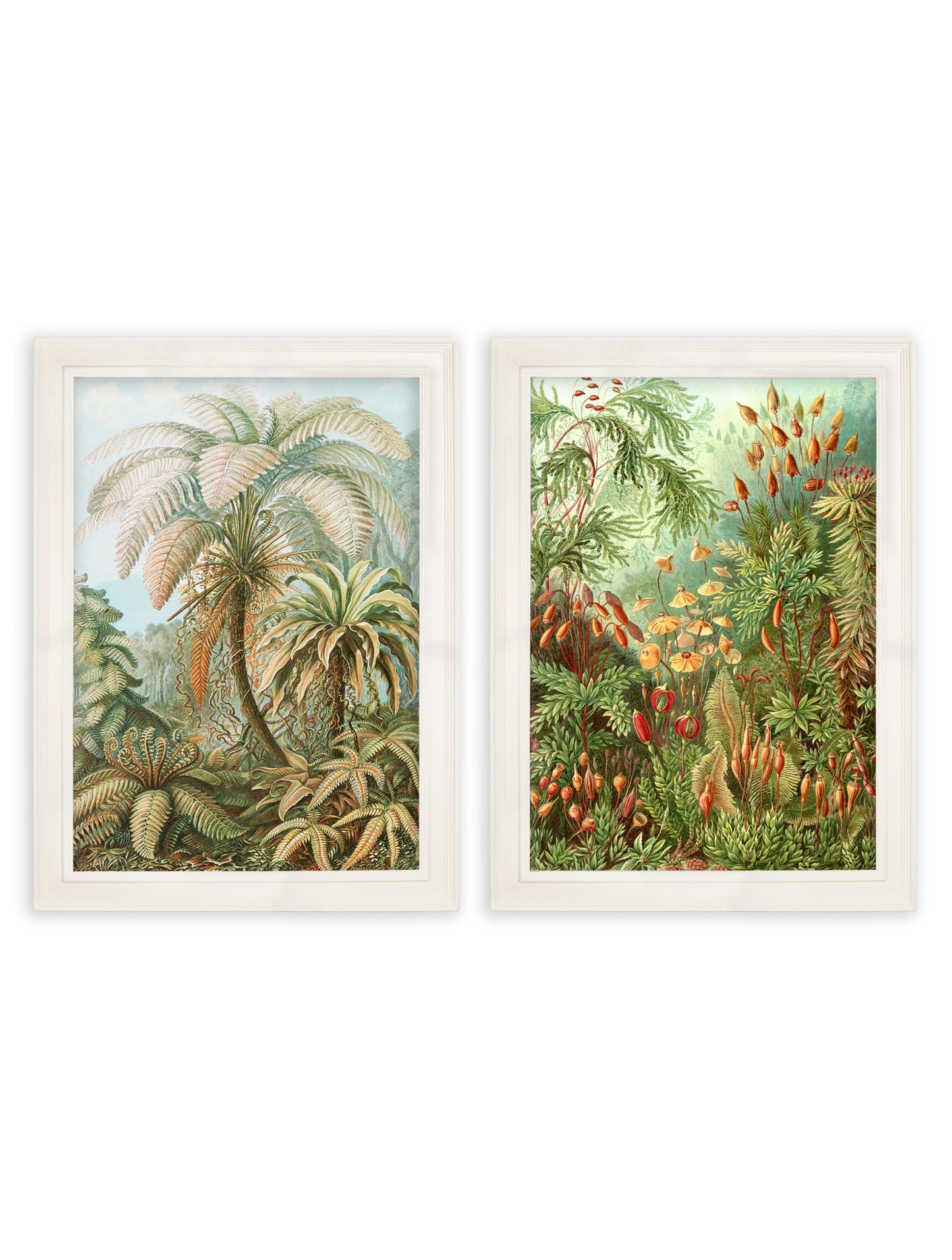 C.1904 Study Of Ferns Print