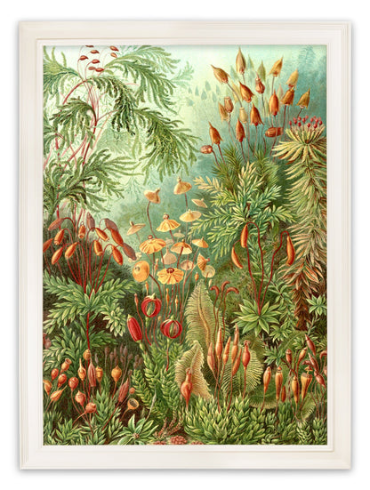 C.1904 Study Of Ferns Print styled view – Leya Buster Interiors