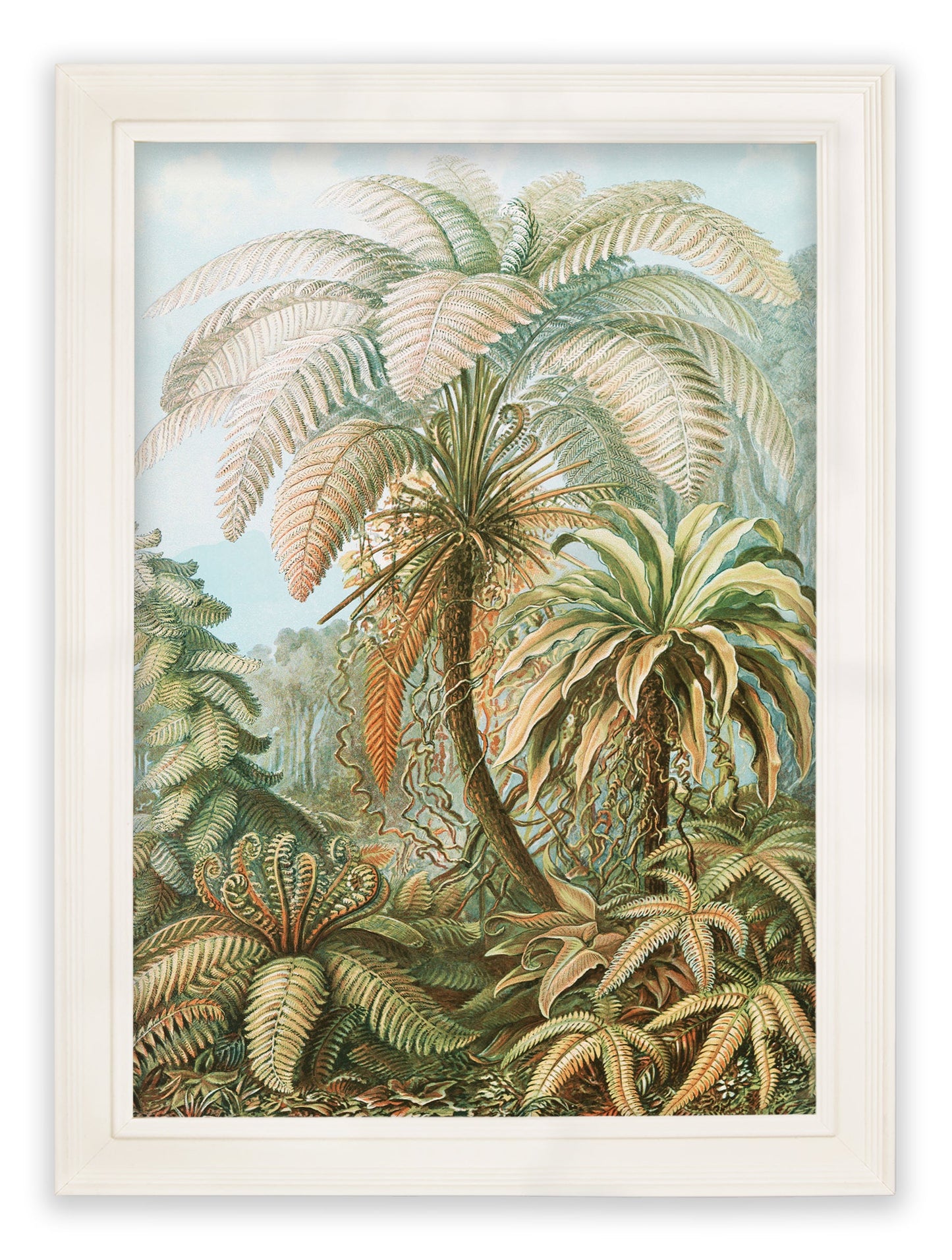 C.1904 Study Of Ferns Print