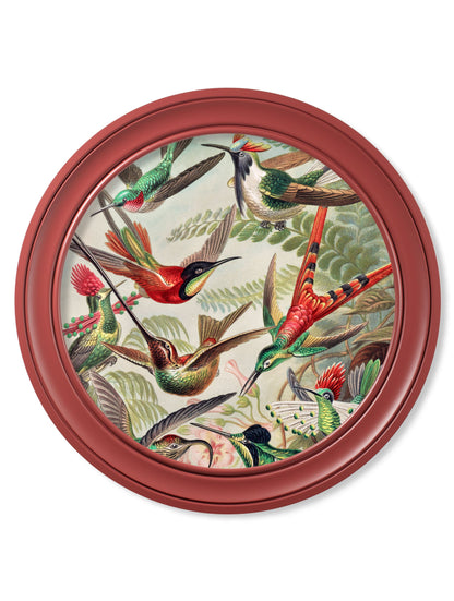 c.1904 Haeckel Hummingbirds – Red Frame detail – Leya Buster Interiors