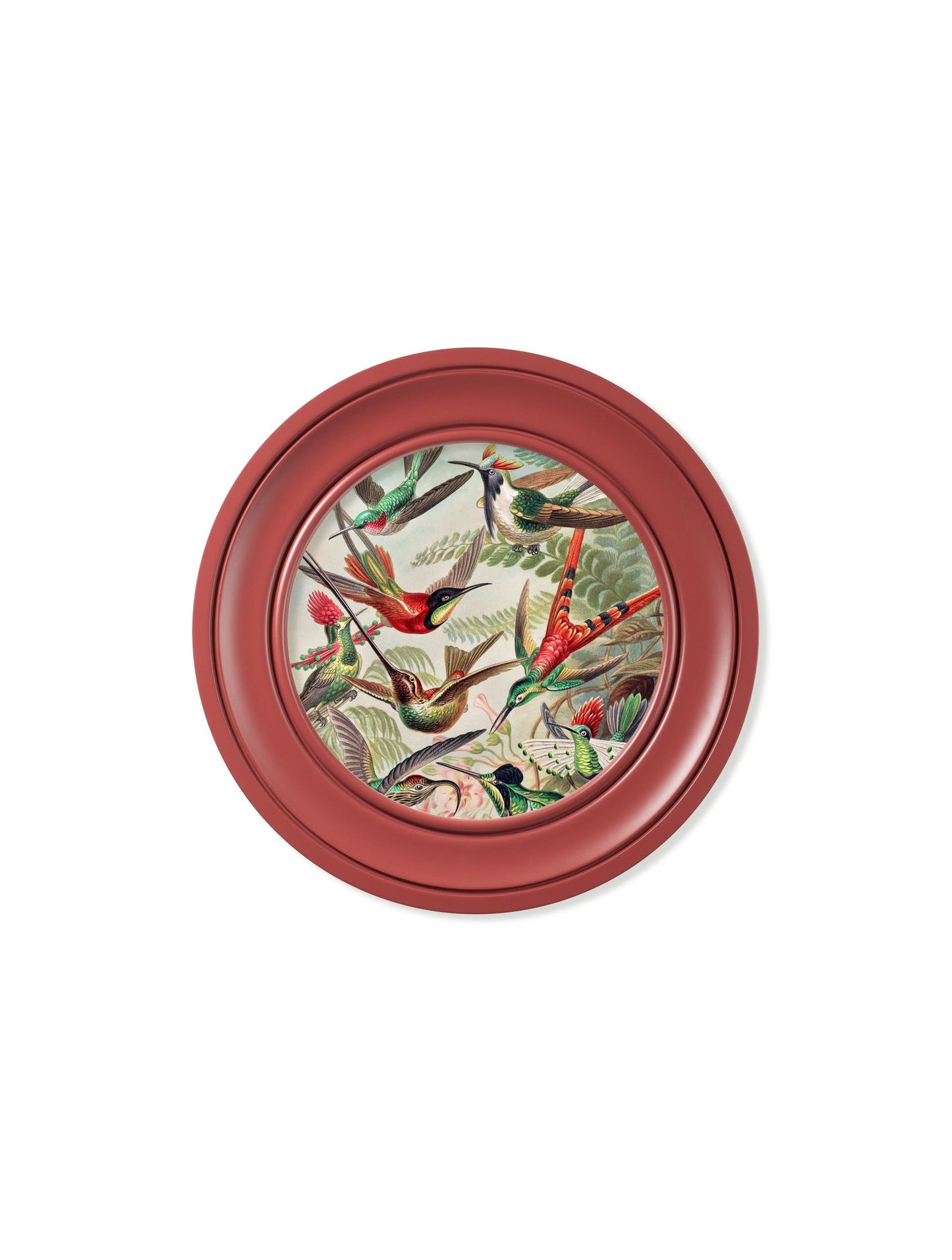 c.1904 Haeckel Hummingbirds – Red Frame styled view – Leya Buster Interiors