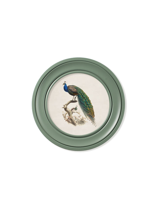 c.1800s Peacock in Green Round Frame – framed wall art at Leya Buster Interiors
