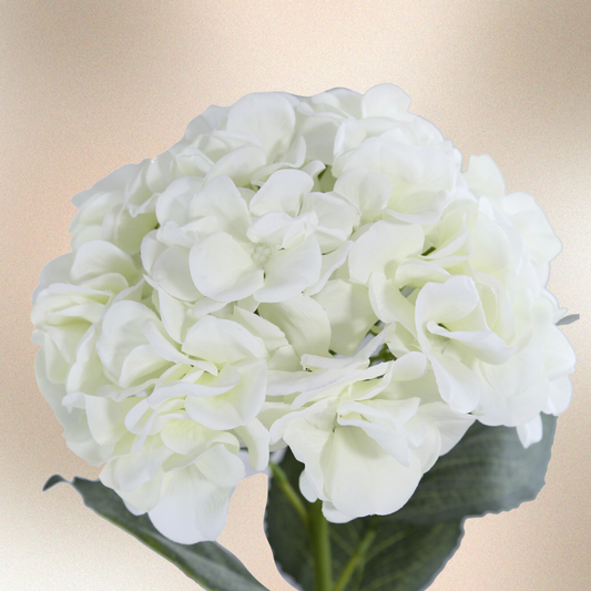 White Hydrangea Flower Stem