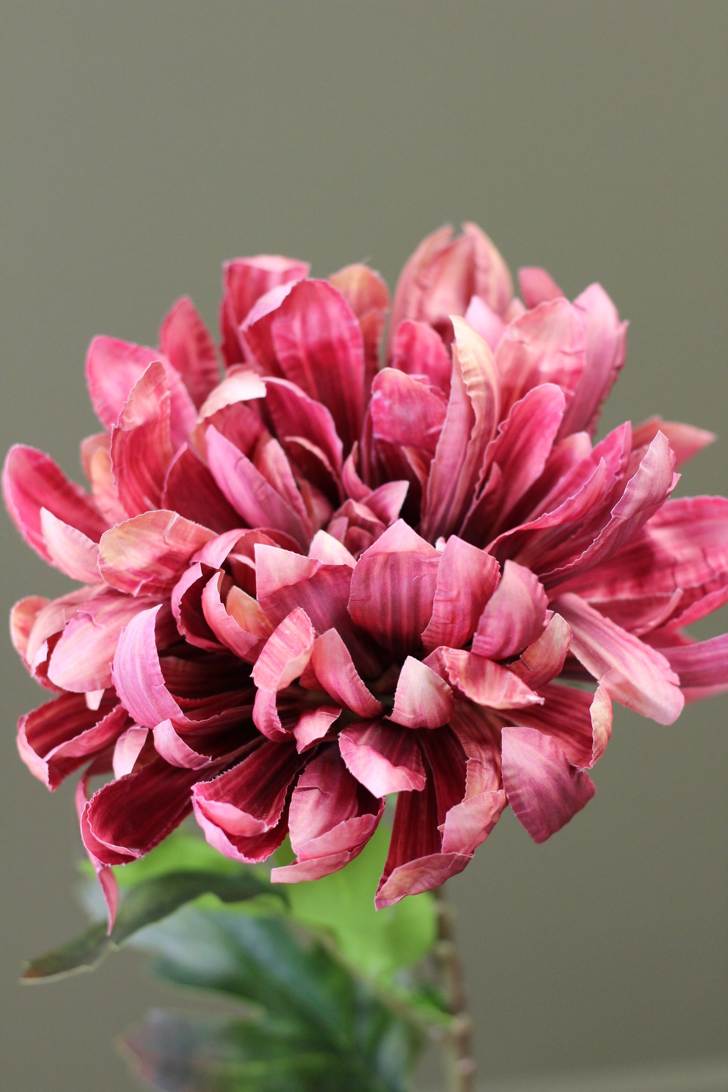 Russet Heritage Chrysanthemum Stem