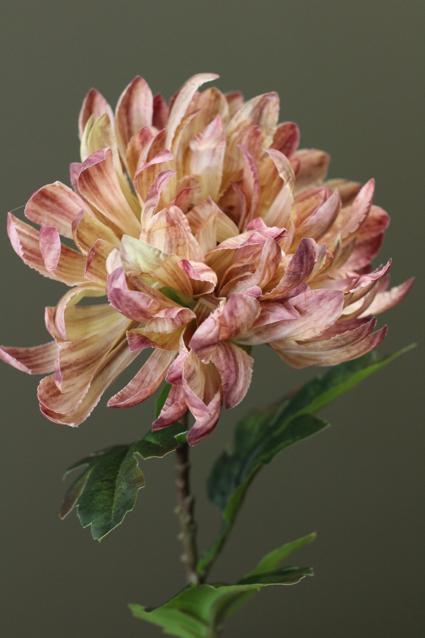 Honey Gold Chrysanthemum Stem