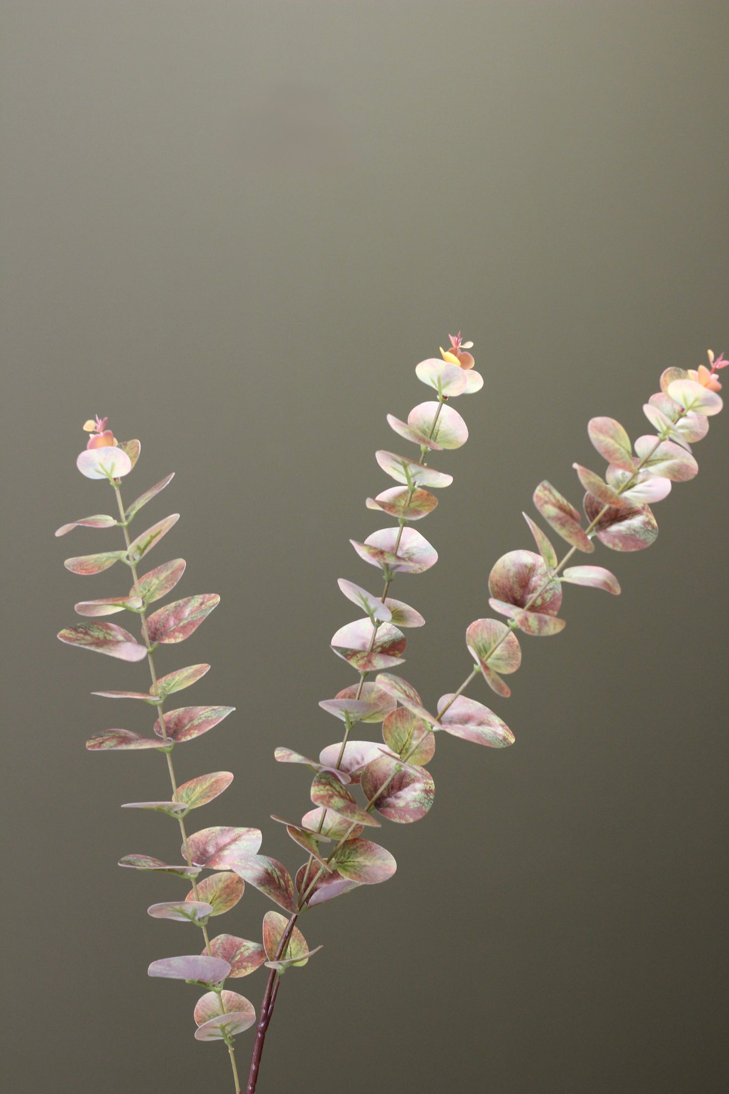 Olive & Umber Eucalyptus Stem