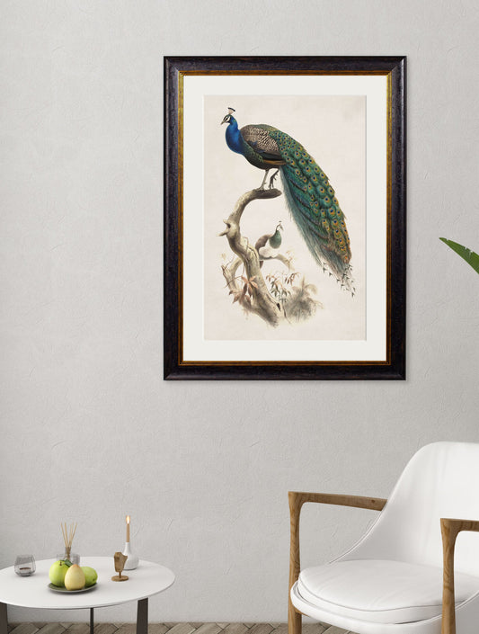c.1800's Indian Blue Peacock – framed wall art at Leya Buster Interiors