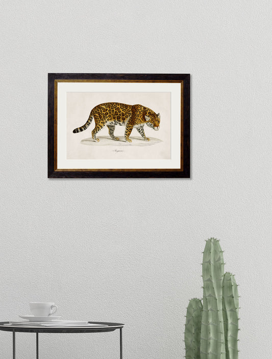 c.1836 Jaguar – framed wall art at Leya Buster Interiors