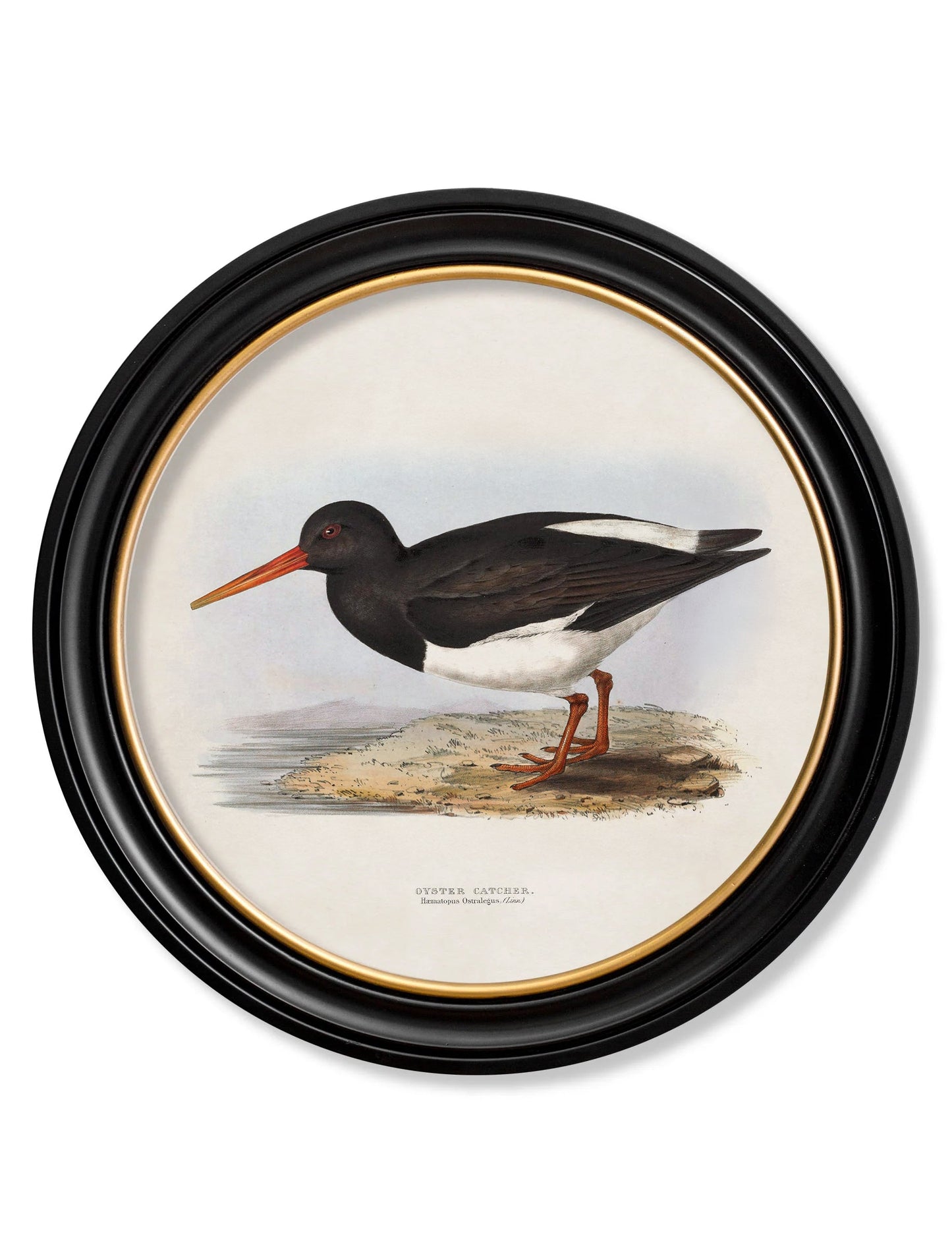 c.1837's British Coastal Birds – Round styled view – Leya Buster Interiors