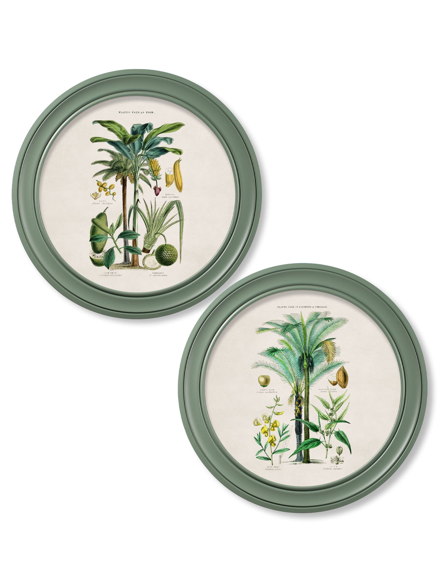 c.1877 Tropical Plants Used as Food and Clothing - Round Frame Green