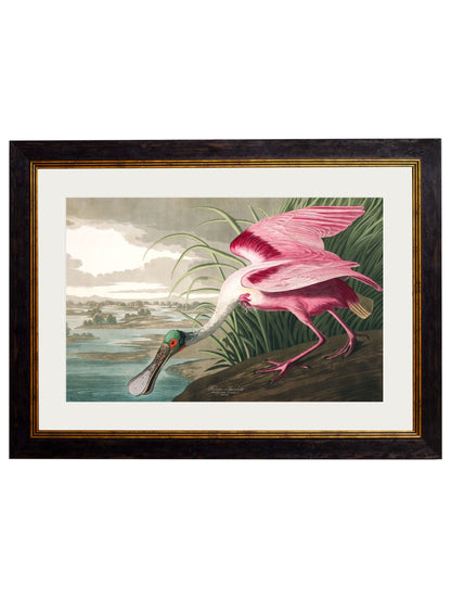 c.1838 Audubon's Birds of America styled view – Leya Buster Interiors