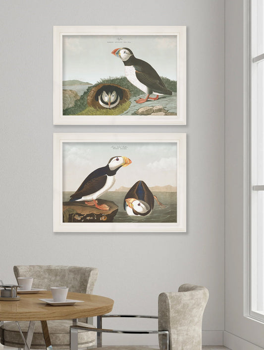 c.1838 Audubon's Puffins – framed wall art at Leya Buster Interiors
